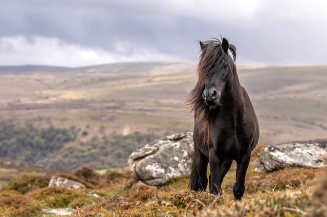 Petition to ensure Dartmoor Pony's future