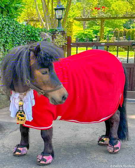Mayor of Cockington Patrick the Pony will be making an official visit to this year's Devon County Show