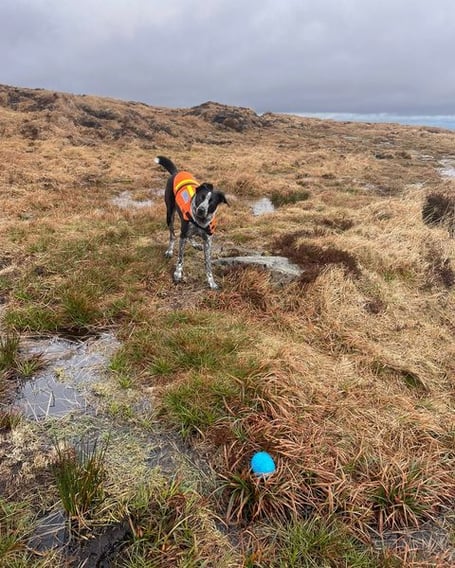 North Dartmoor Search & Rescue's search dog Jack found a group of fur young adults in bad weatherj