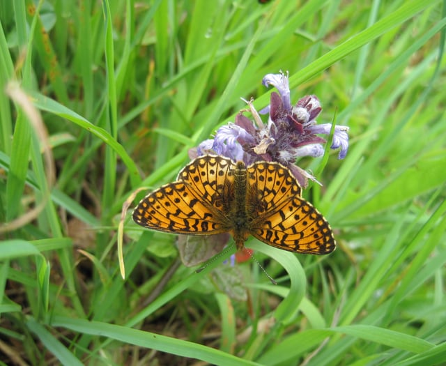 Devon’s rare butterflies in decline