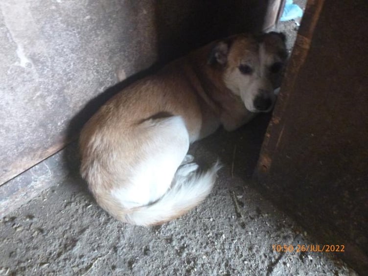 One of the ill-treated dogs