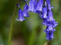 Bluebell walks at Ashridge Great Barn