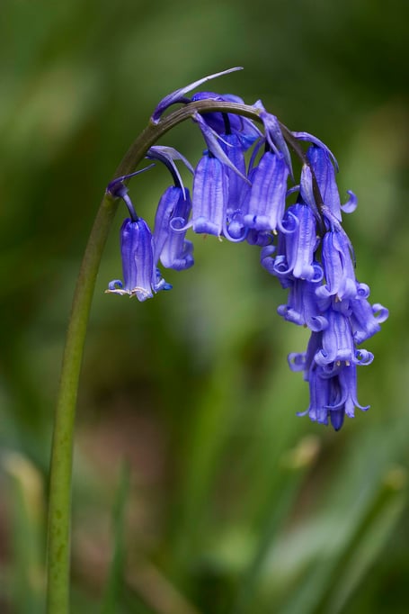Hyacinthoides non-scripta, the common bluebell, is associated with ancient woodland where it produces carpets of violet–blue flowers in 'bluebell woods'