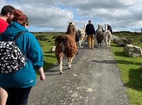 Llama walking business to close
