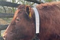 Dartmoor livestock to get life-saving collars
