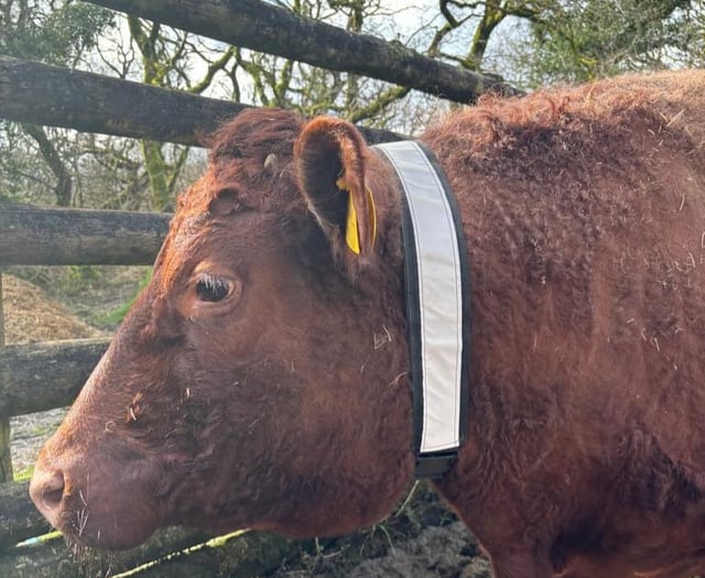 Dartmoor livestock to get life-saving collars