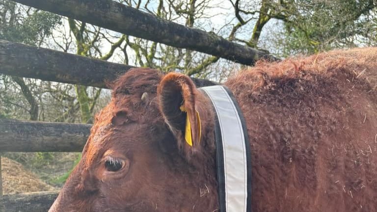 Dartmoor livestock to get life-saving collars | tavistock-today.co.uk 