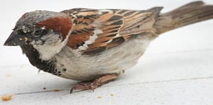 Central Devon among top Big Garden Birdwatch participants