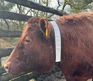 A cow's wears a reflective collar as a new safety measure to prevent being hit by traffic in low light. 