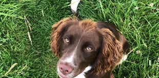 Poisoning probe after dogs die after walk