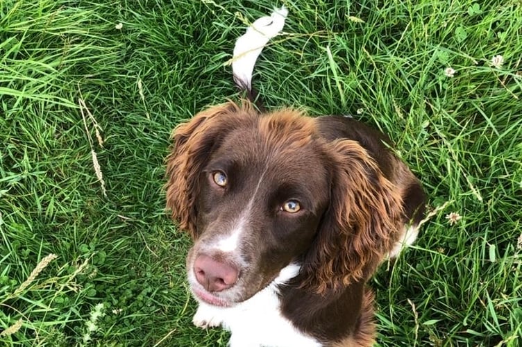 One of the dogs which died