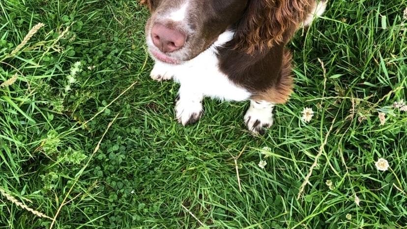 Police investigate possible poisoning after dogs die on walk near Drewsteignton | tavistock-today.co.uk 