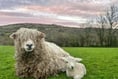 New lambs born in Tamar Valley