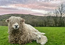 New lambs born in Tamar Valley