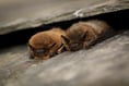 Devon Wildlife Trust seeks volunteers for bat survey