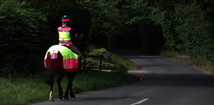 An average 15 horses killed on South West roads every year