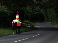 An average 15 horses killed on South West roads every year