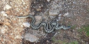 Kit Hill adder alert