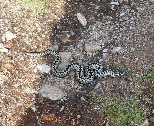 Kit Hill adder alert