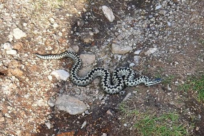 A local vet issued a warning after spotting this adder out on the path at Kit Hill. Photo: Calweton Vets