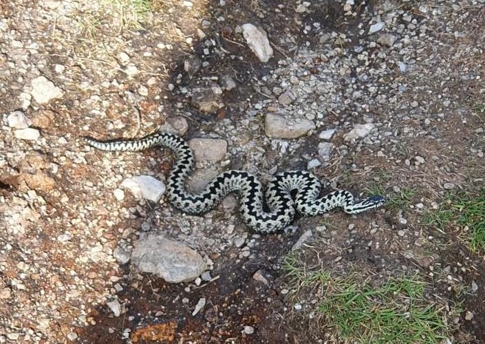 A local vet issued a warning after spotting this adder out on the path at Kit Hill. Photo: Calweton Vets