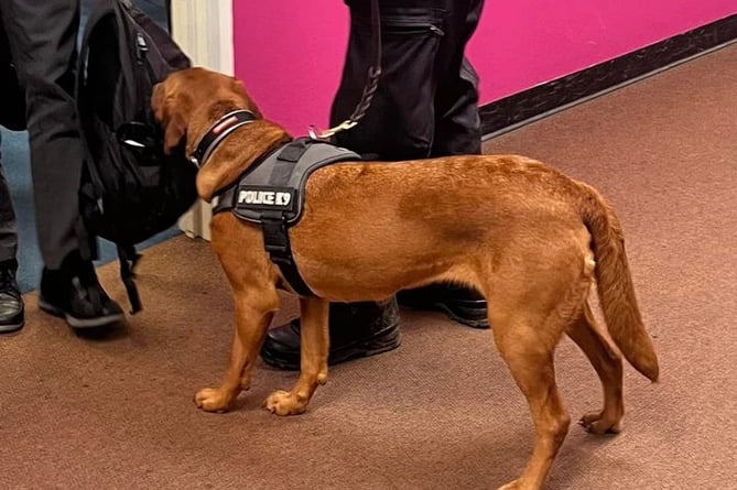 Police Dog Skye visits Callington Community College