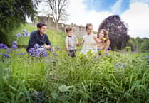 Experience Bluebell Sunday at Okehampton Castle