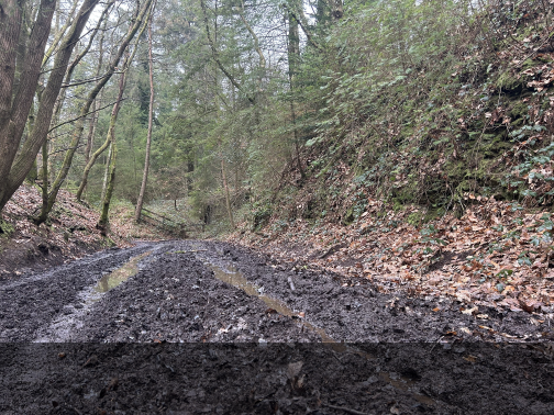 Muddy Tamar trail path with steep natural bank and trees on side before being repaired