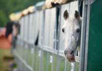 'My Devon' photos wanted for new Devon County Show calendar