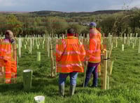 Woodland planted by railway company 