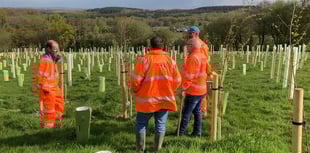 Woodland planted by railway company 