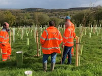 Woodland planted by railway company 