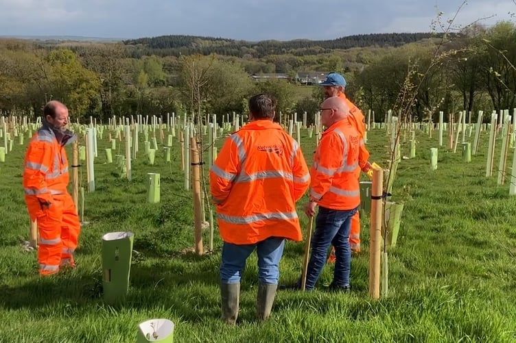 Network Rail is creating a woodland at Okehampton.
