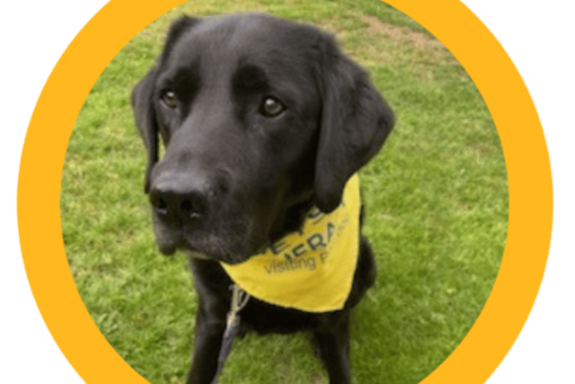 Children invited to read to Rafa the dog at Okehampton Library