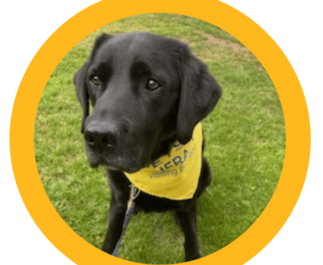 Children invited to read to Rafa the dog at Okehampton Library