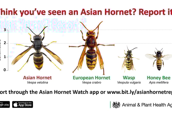 Hornet spotted in Tavistock | tavistock-today.co.uk The Rise of Asian Hornets: Threat to Bees and Humans Hornet spotted in Tavistock | tavistock-today.co.uk