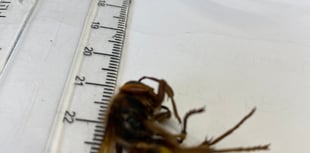 Hornet spotted in Tavistock