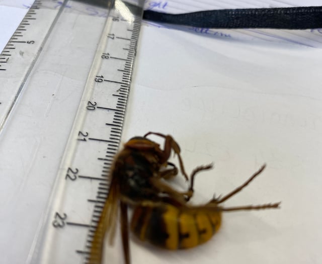 Hornet spotted in Tavistock