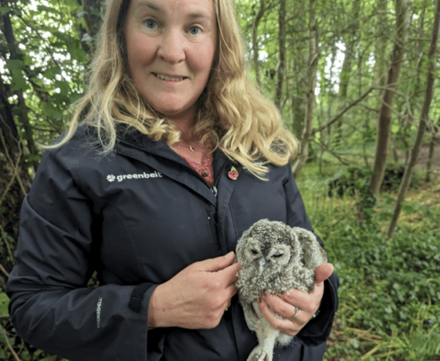 Baby owl rescued