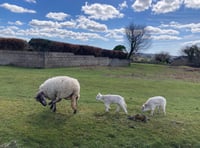 Police appeal for witnesses in lamb theft case