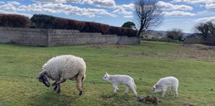 Police appeal for witnesses in lamb theft case