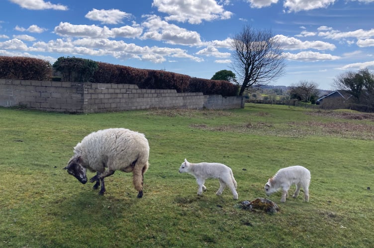 A ewe and her two lambs