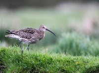 Rare bird survey appeal