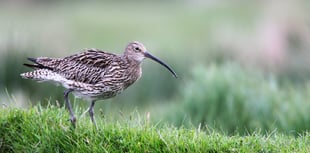 Rare bird survey appeal