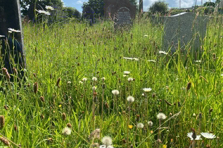 Bere Alston overgrown churchyard needs cutting back.