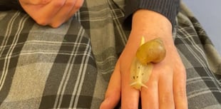 Tavistock College enlists snails to boost wellbeing