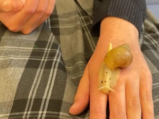 Tavistock College enlists snails to boost wellbeing