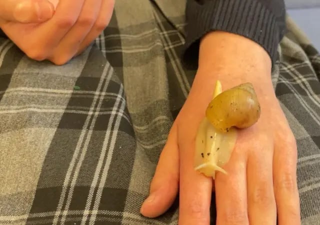 Tavistock College enlists snails to boost wellbeing