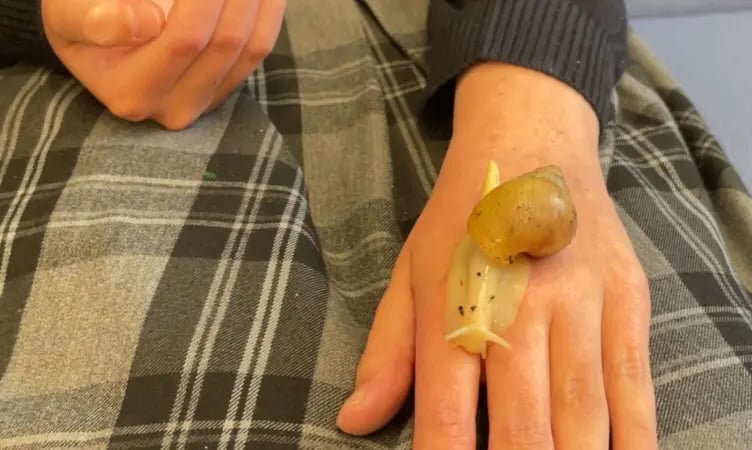 The newest additions to Tavistock College role are baby giant land snails to support students and attract more library users.