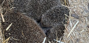 Five hedgehogs rescued 